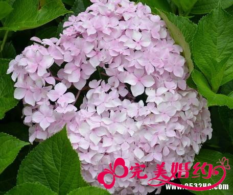 四种婚礼常用鲜花极其浪漫花语