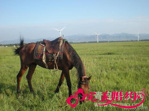 享受清新蜜月之旅 康西草原自由行
