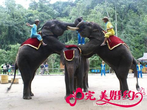 云南蜜月旅游景点推荐：野象谷