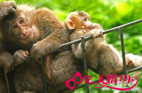 峨眉山旅游攻略之自然生态猴区