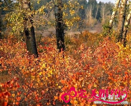 呼伦贝尔草原旅游之海拉尔国家森林公园