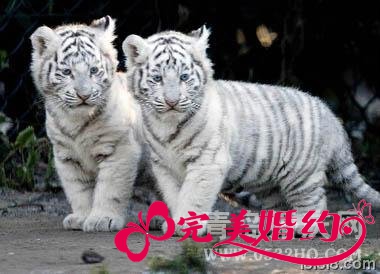 属虎的属相婚配表