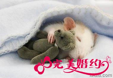 属鼠的属相婚配表