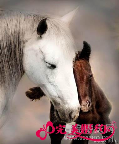 属马的属相婚配表